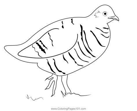 Ruffed Grouse Coloring Pages For Kids Download Ruffed Ruffed Grouse Coloring Page - Ruffed Grouse Coloring Page