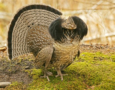 Ruffed Grouse Photo Gallery All About Birds Ruffed Grouse Coloring Page - Ruffed Grouse Coloring Page