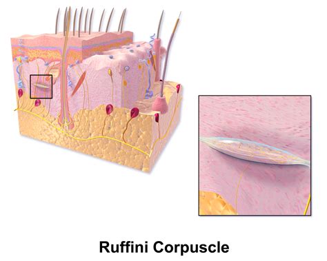Ruffini Corpuscles