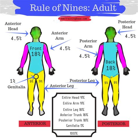 Rule Of Nines