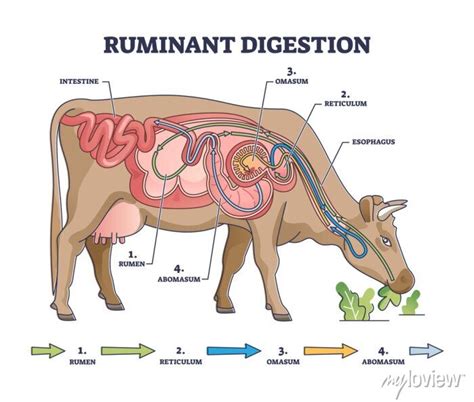 ruminant biology explanation