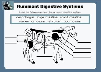 Ruminant Digestive System Worksheet   Digestion In Ruminants Structure Function And Its Process - Ruminant Digestive System Worksheet