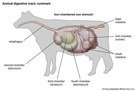 Ruminant Internal Vomiting Hypochloremia