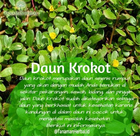 rumput krokot | Isa Fendi Bo co v phn tch