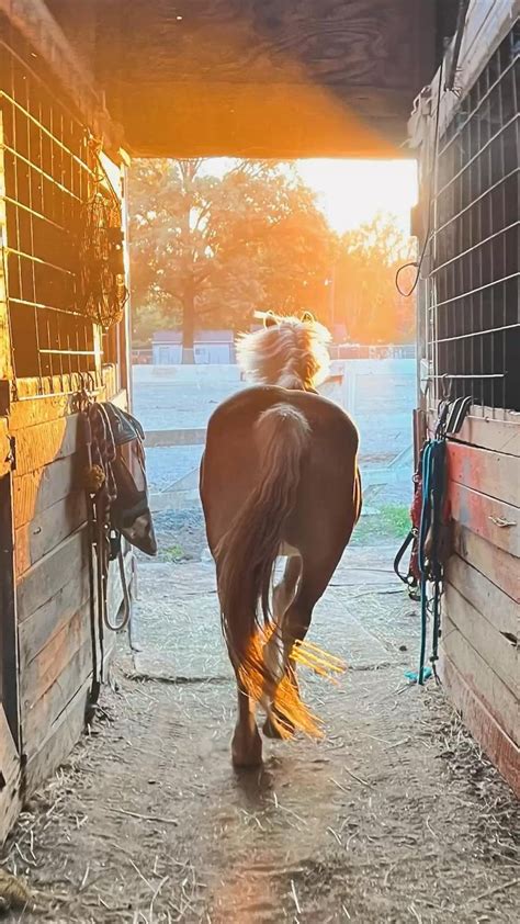 Running A Stables As A Business