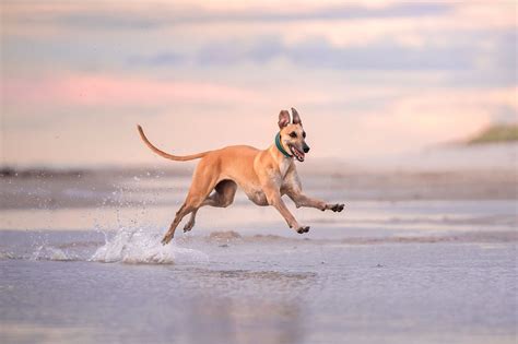 Running Dog Infidel