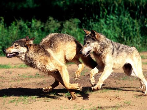 Running With The Wolves