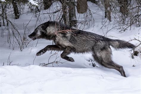 Running With Wolves
