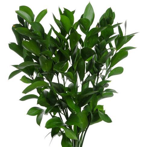 ruscus snittblomma