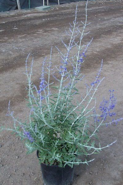 russian sage in containers