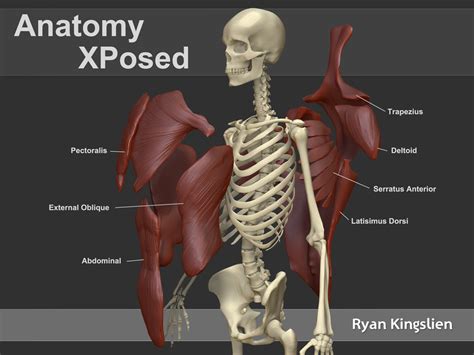 ryan kingslien anatomy 20