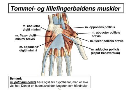 ryckningar i muskler ms