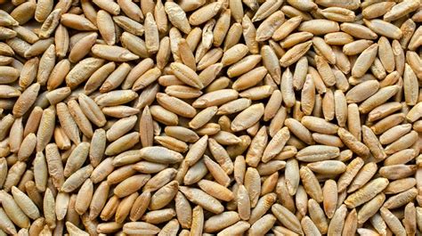 Rye In Tamil