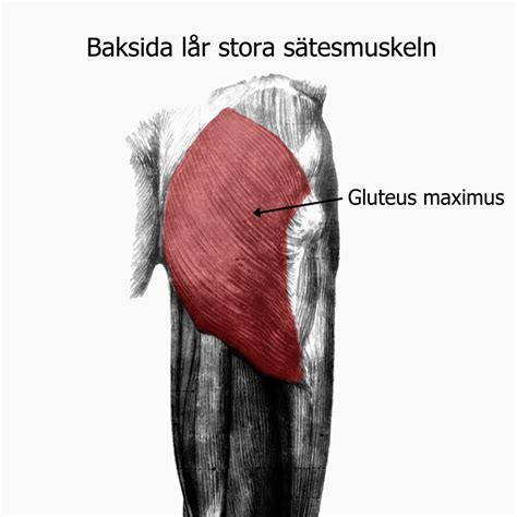 sätesmuskler anatomi