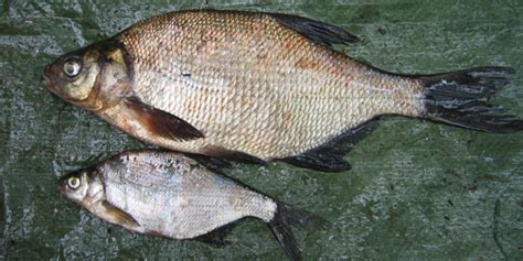 södermanlands landskapsfisk