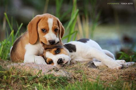 süß beagle welpen
