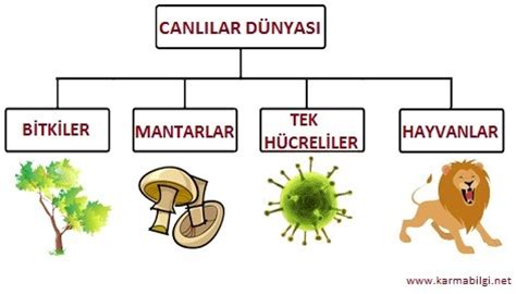 sınıf canlılar konusu günlük plan 5.