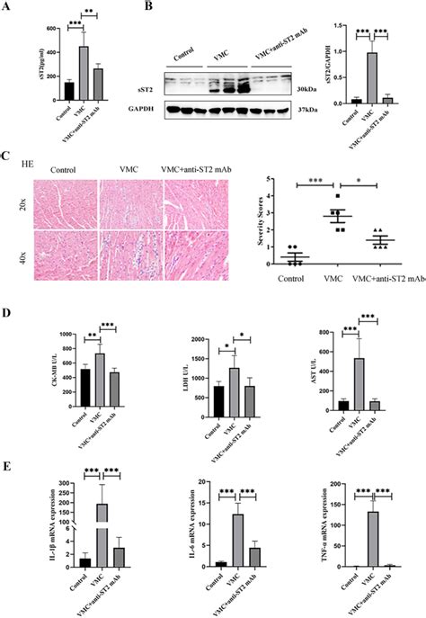 sST2: A Bridge Between Sirt1/p53/p21 Signal-Induced Senescence and TGF ...