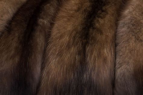 sable color