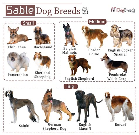 sable color dog