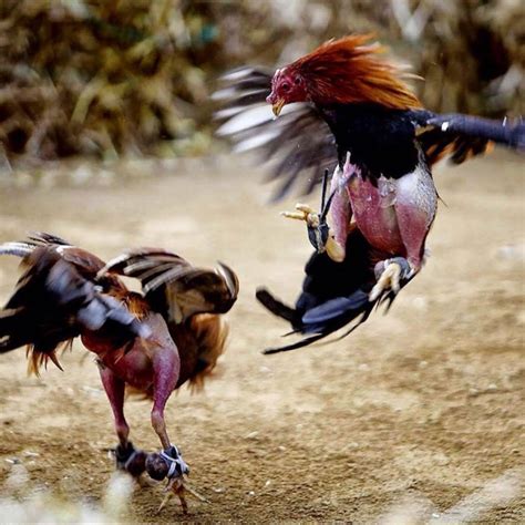 sabung ayam yang paling seru di nonton-lontar sabung ayam bali