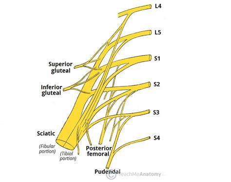 Sacral Plexus Nerves