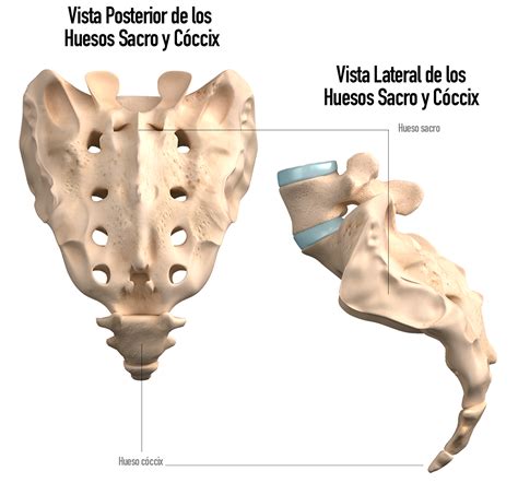 Sacro Y Coxis