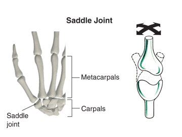 Saddle Joint Examples