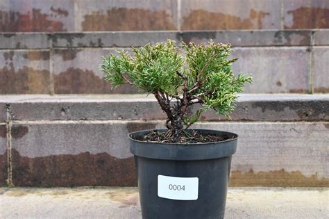 sadzonki na bonsai