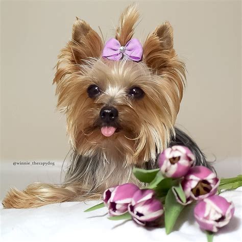 Safe seeds for Yorkies