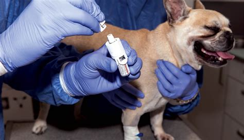 Read Online Safe Handling Of Hazardous Drugs For Veterinary Healthcare 