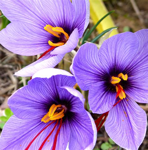 saffraan crocus kopen