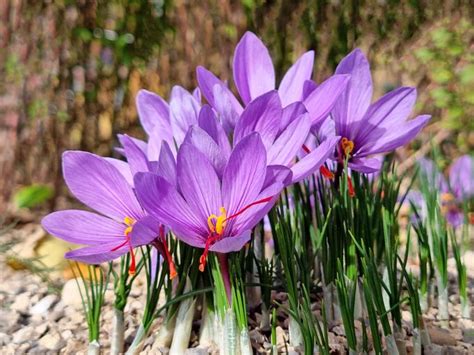 saffron crocus poisonous