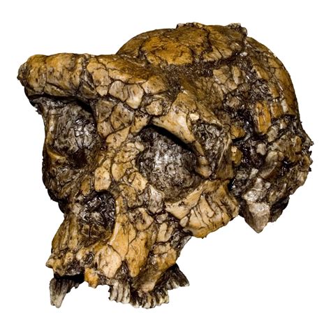 Sahelanthropus Tchadensis Skull