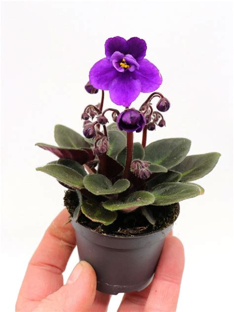 saintpaulia mini