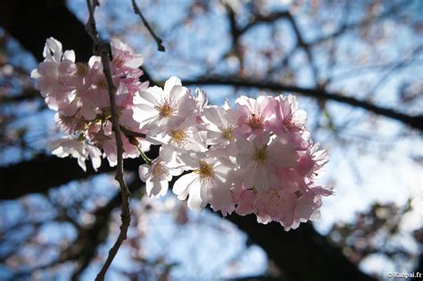 sakura_2012