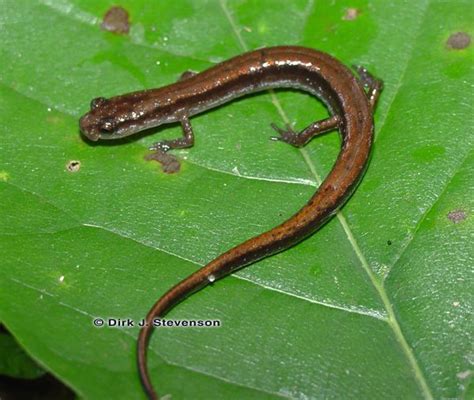 salamanders florida