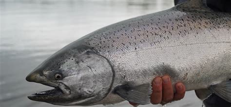 salmon alaska