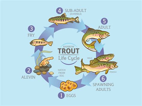 Salmonid Life Cycle 8211 Trout In The Classroom Trout Life Cycle Worksheet - Trout Life Cycle Worksheet