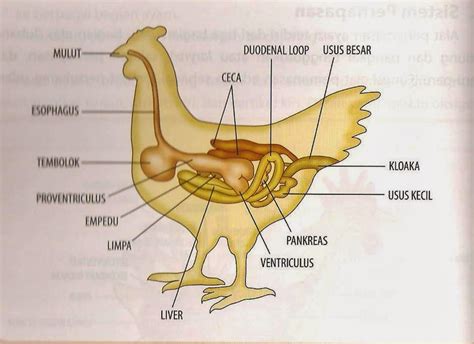 saluran pencernaan ayam
