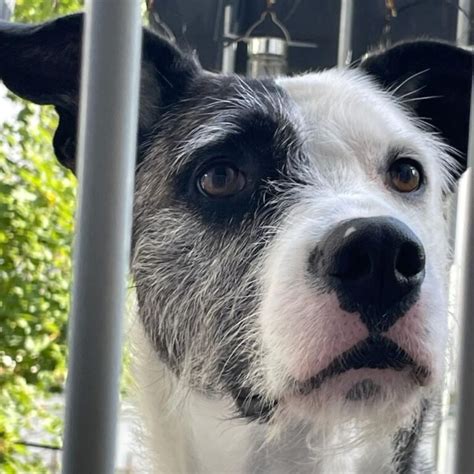 salva hundehilfe e.v