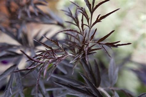 sambucus nigra — BBC Gardeners