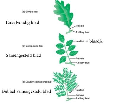 samengesteld definitie