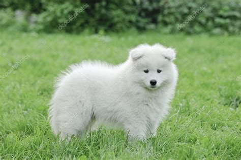 samojed valp