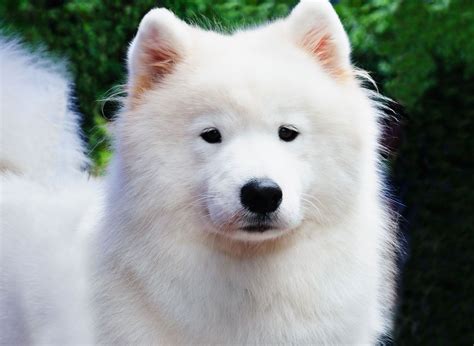samoyed | Ch Samoyed gi bao nhiu tin a