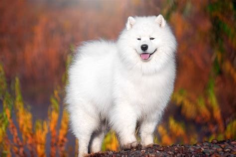 samoyed colors