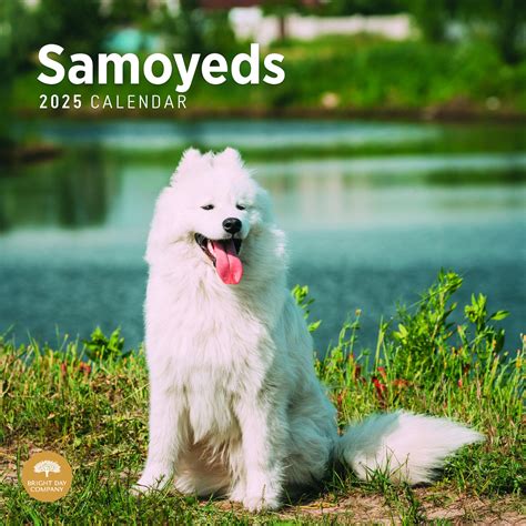 Samoyeds 2018 12 X 12 Inch Monthly Square Wall Calendar Animals Dog Breeds