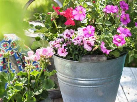 samplantering luktärt