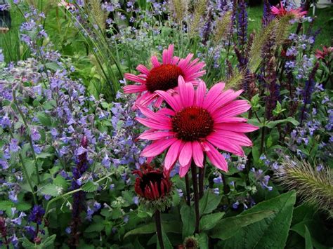 samplantering perenner