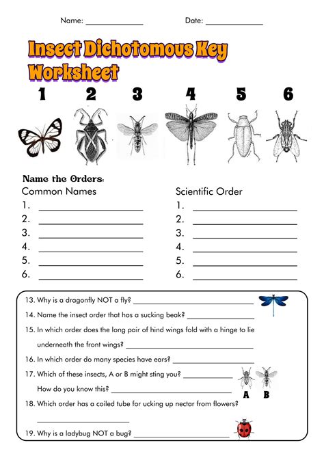 sample dichotomous key quiz